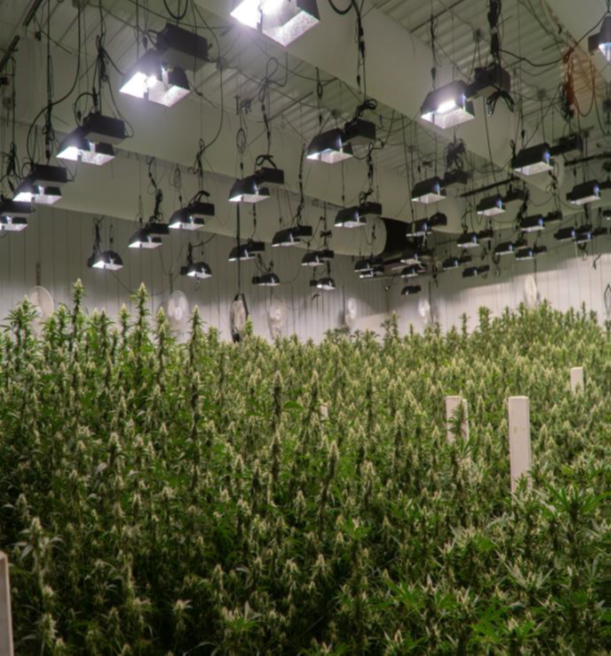 Michigan Cannabis Grow-Op Increases Yields with HVAC System Retrofit